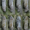 musch cribrellum pupa5 volg111